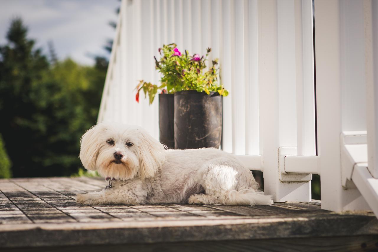 Abbie'S Garden Bed & Breakfast Grand Bank Экстерьер фото